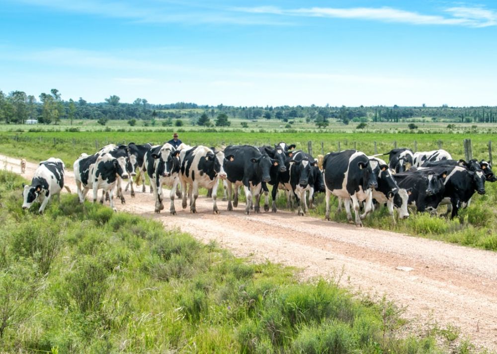 Dairy Farm Profitability Stable Calf Prices Genetic Breeding Program